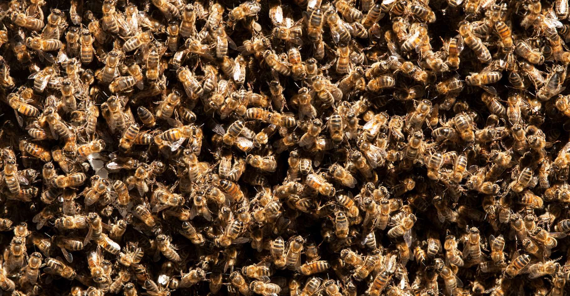 Cette IA communique avec les abeilles, et cela inquiète les scientifiques
