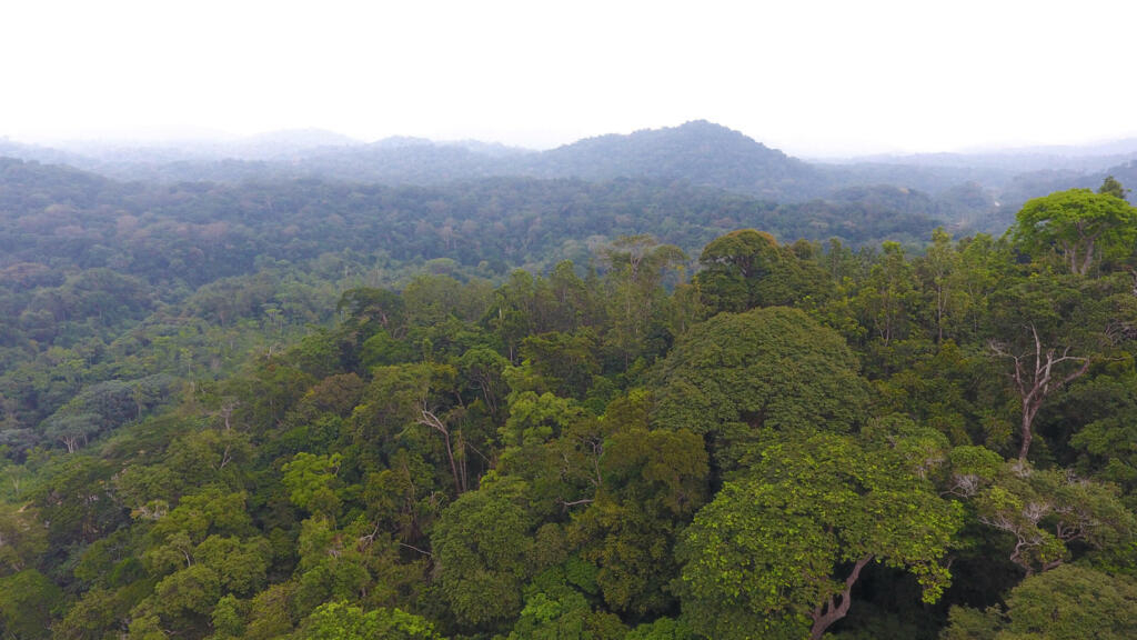 Gabon: le One Forest Summit, un sommet pour mobiliser sur la question des forêts