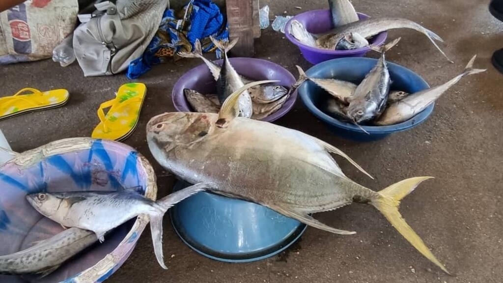 Les poissons camerounais interdits d’entrer en Europe