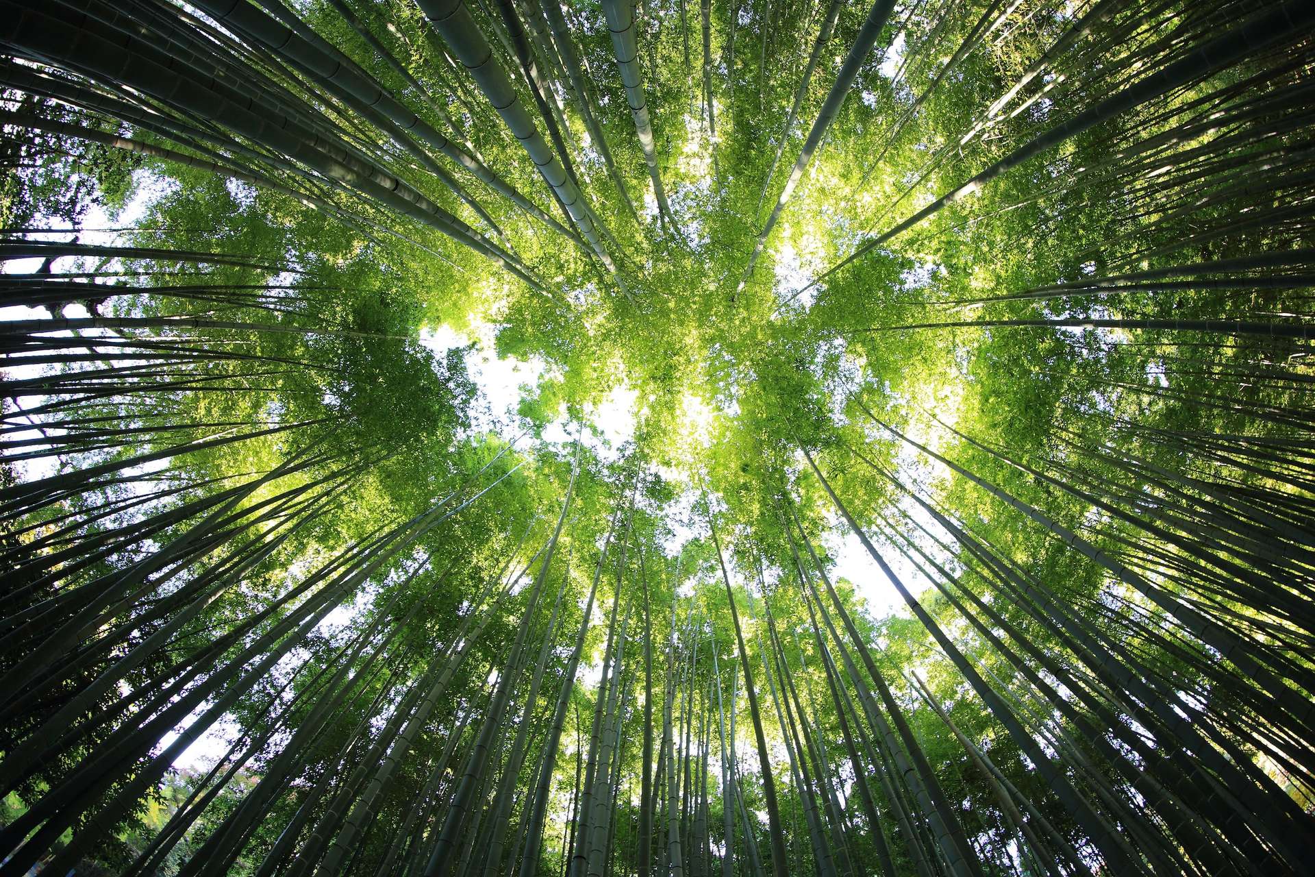 MaForêt prend le problème à la racine